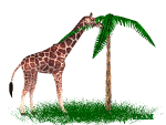 giraffe animuoti-vaizdai-gif